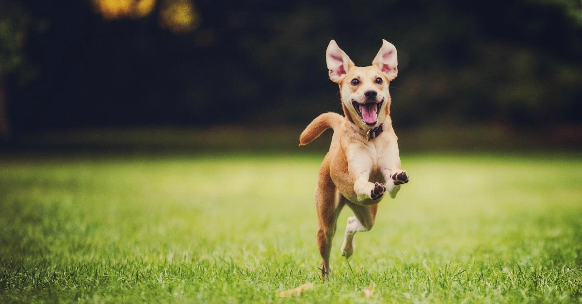 I cani possono mangiare i germogli di bambù?