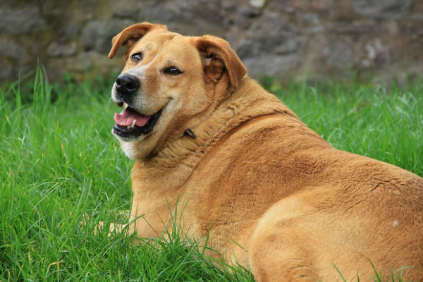 cane che guarda