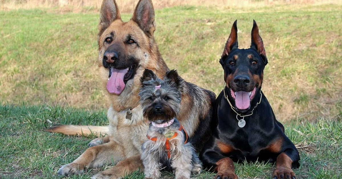 I cani possono mangiare gli anelli di cipolla fritti?