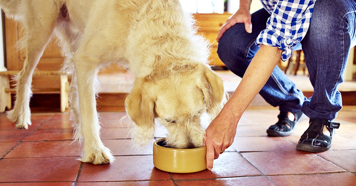 I cani possono mangiare i pinoli o sono dannosi per loro?