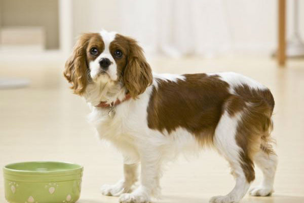 cane che guarda