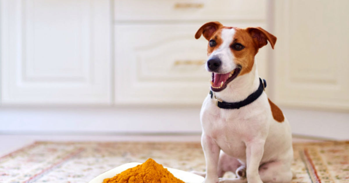 I cani possono mangiare la curcuma? Ecco cosa sapere