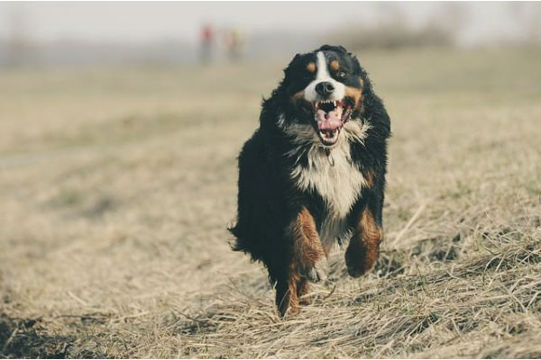 cane che corre