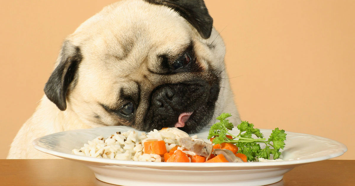 I cani possono mangiare le capesante?