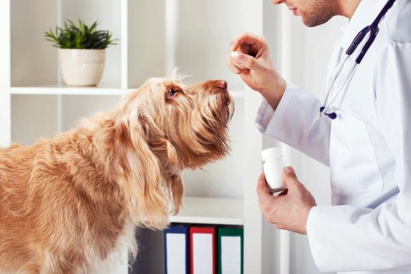 cane prende le medicine