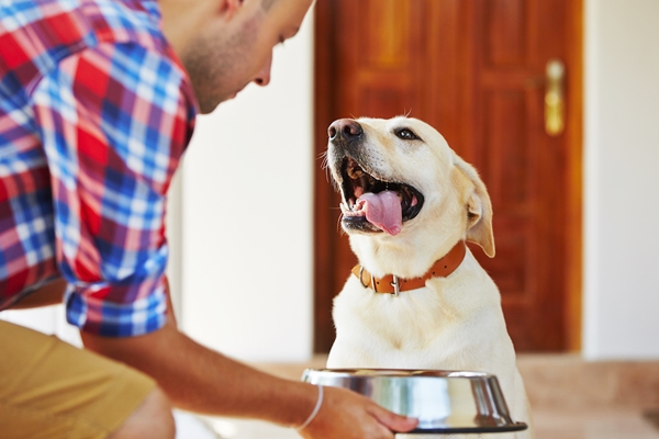 cane felice per il cibo