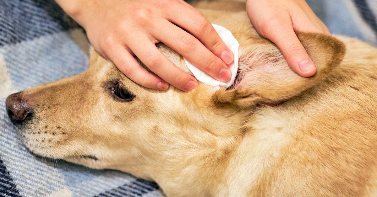 Icfvet per cani: a cosa serve e cos’è questa medicina