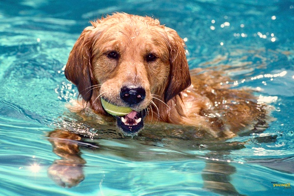 cane con la pallina