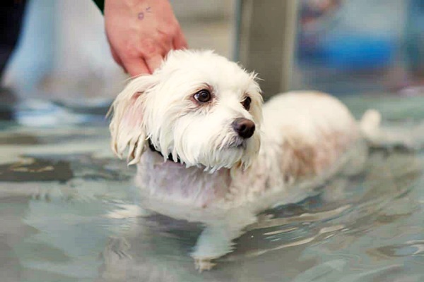 piccolo cane bianco in acqua
