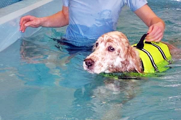 cane col giubbotto di salvataggio