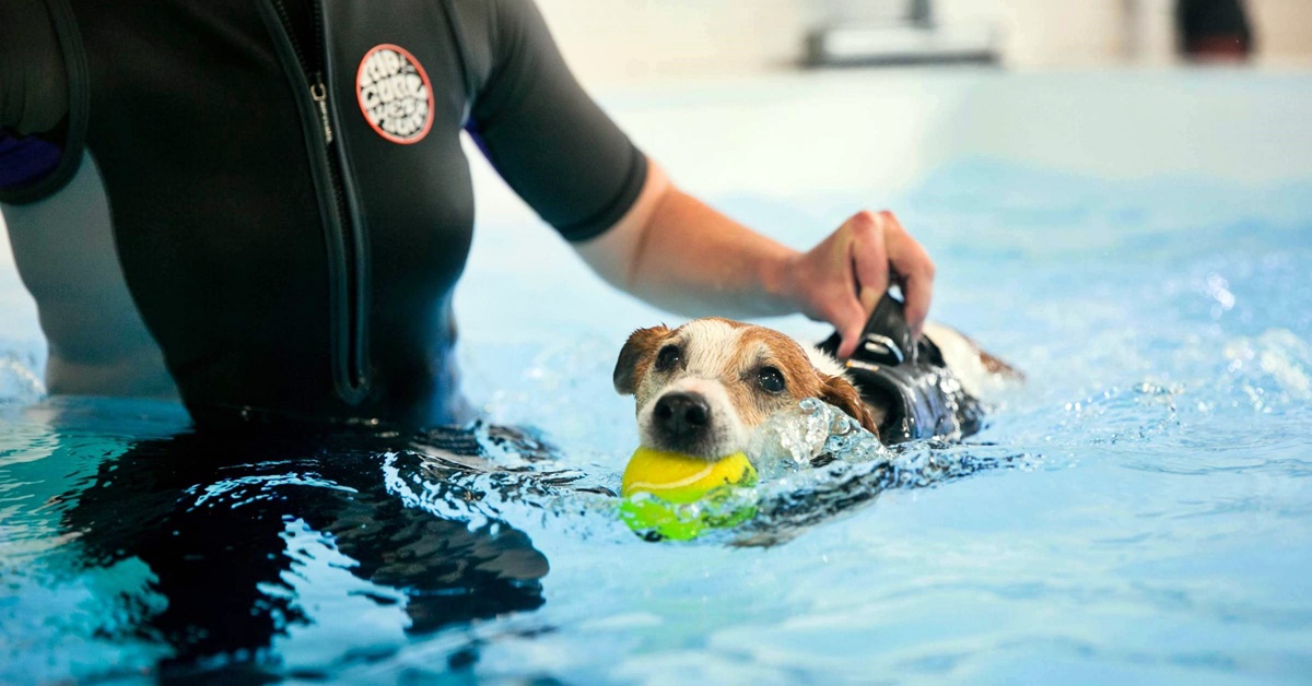 Idroterapia per cani: cos’è, a cosa serve e come funziona