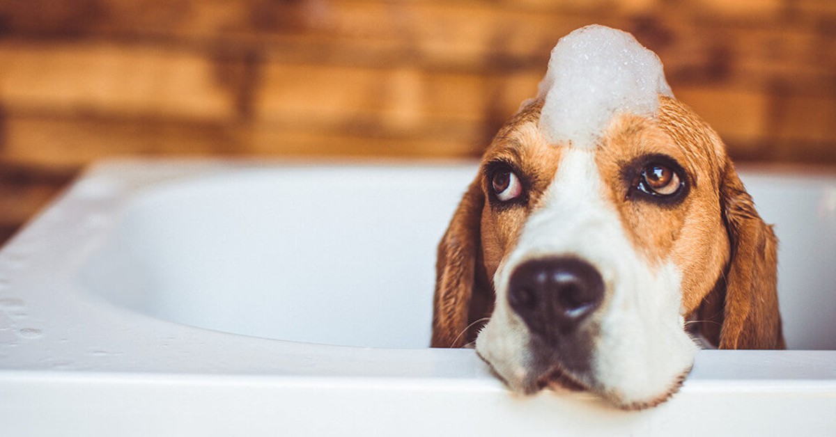 cane nella vasca