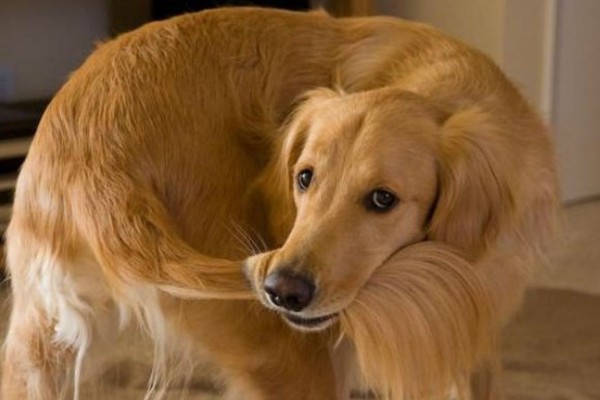 cane si afferra la coda