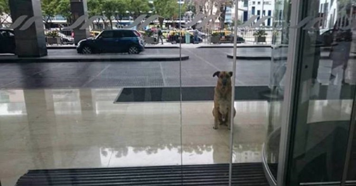 Il cane aspetta ogni volta la sua amica hostess fuori l’hotel dove lei alloggia