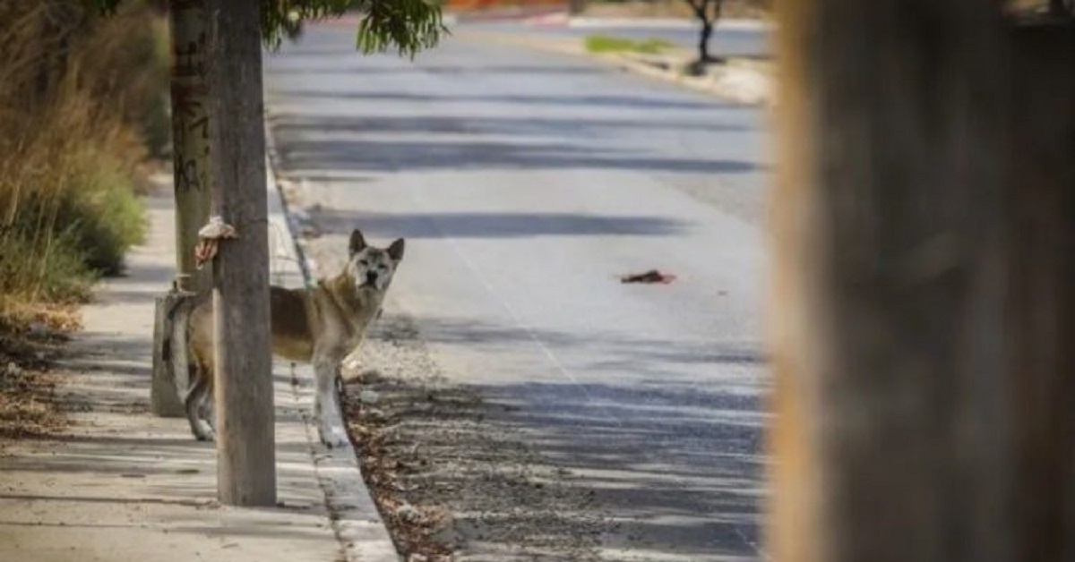 Il cane attende da mesi in un viale il ritorno del proprietario