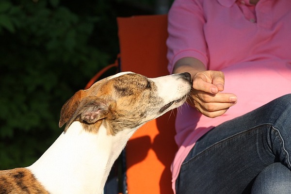 cane che odora