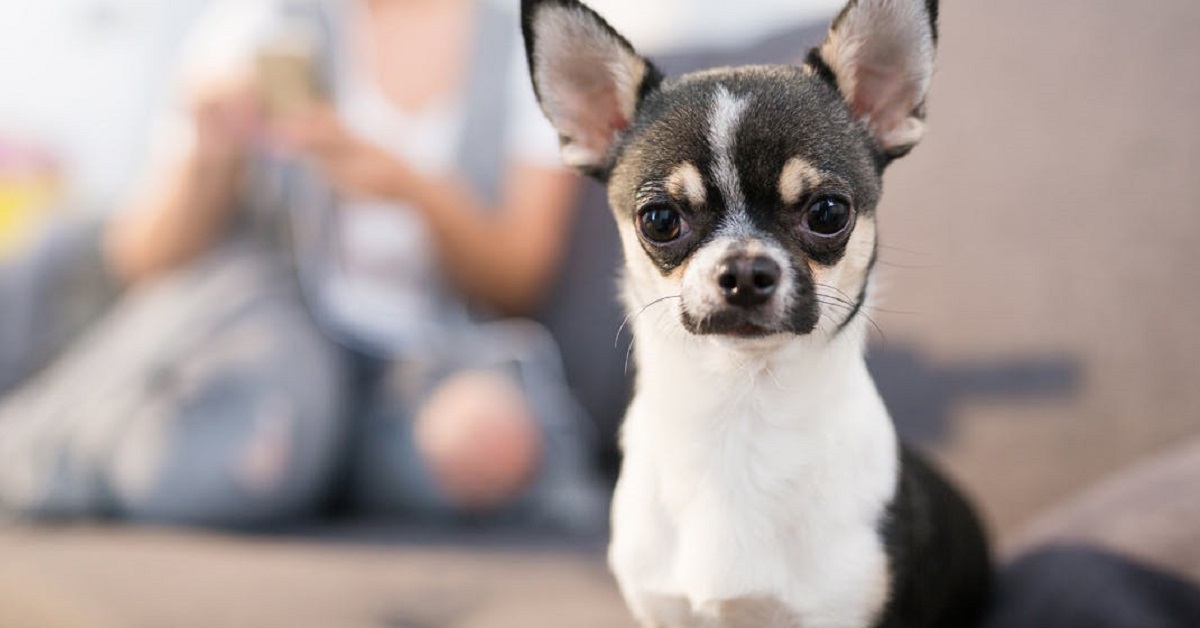 Il cane capisce se abbiamo il ciclo mestruale?