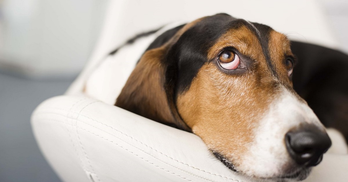 Il cane capisce se siamo nudi oppure no?