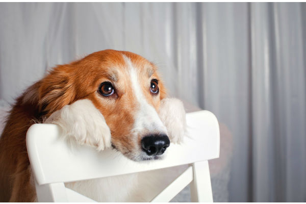 cane sulla sedia