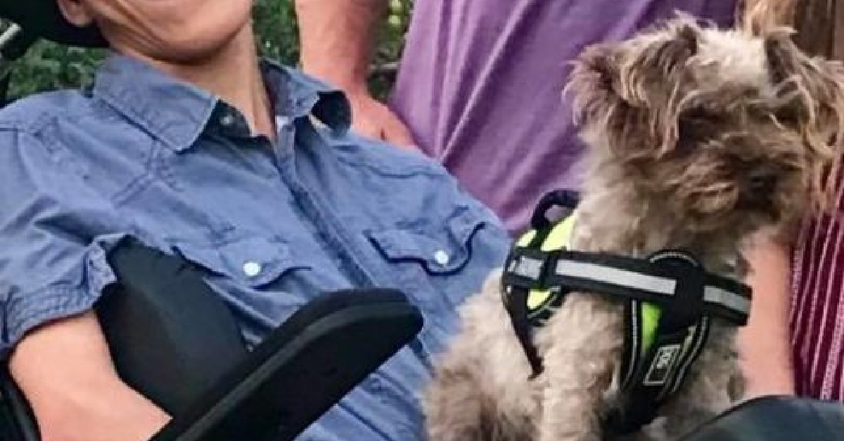 Il cane di servizio scompare e il povero ragazzo disabile si dispera