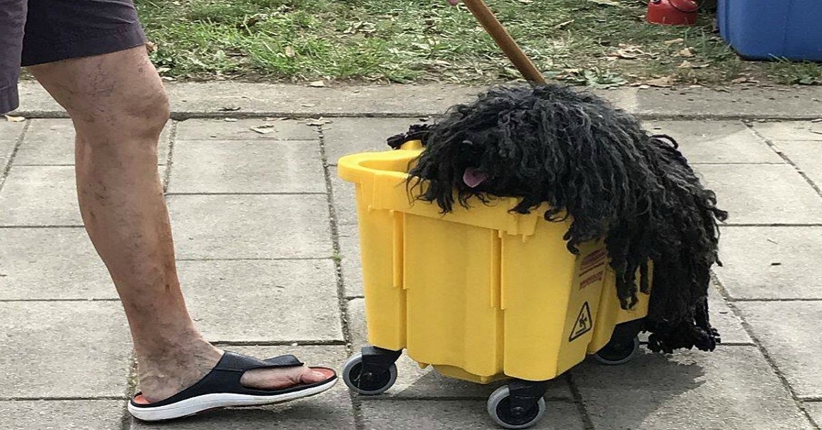 Il cane e il suo perfetto travestimento per Halloween