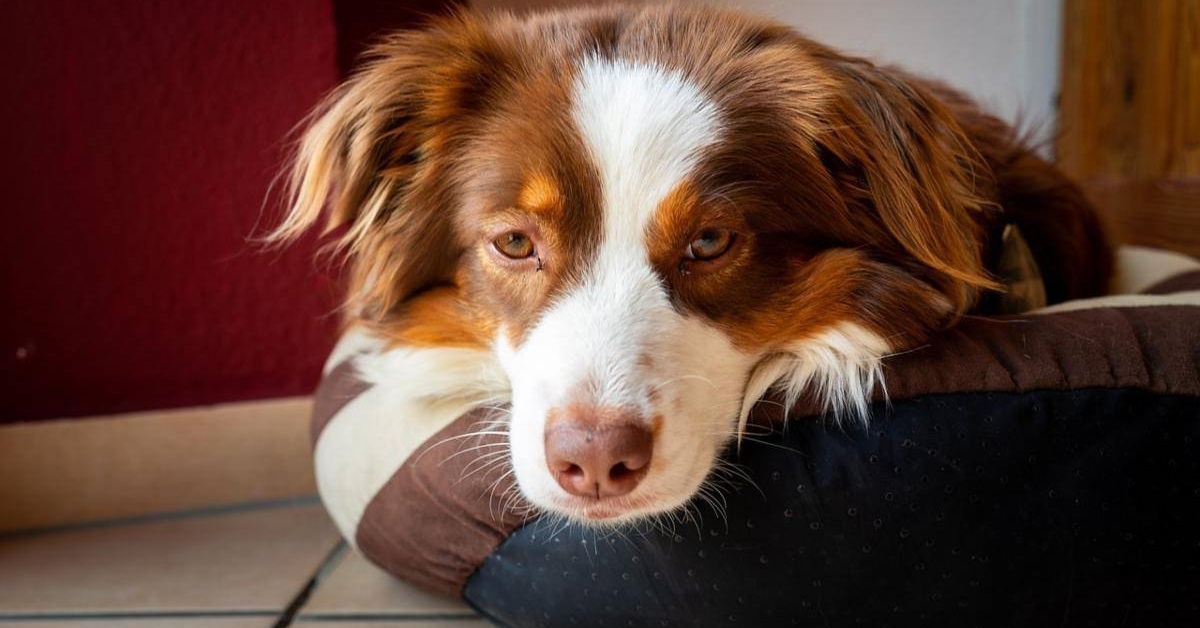 Il cane ha mangiato veleno per topi, come intervenire subito