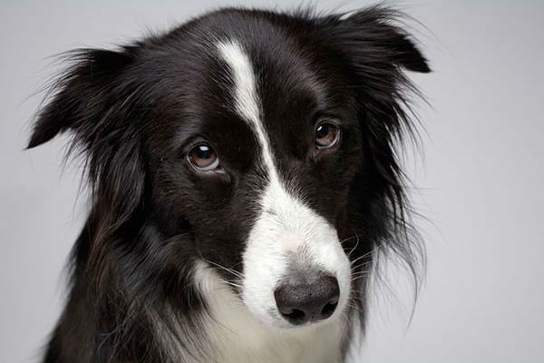 cane bianco e nero