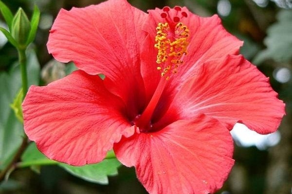fiore rosso