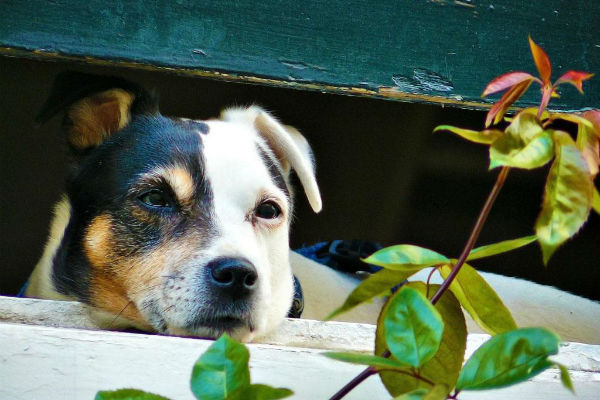 cane che guarda