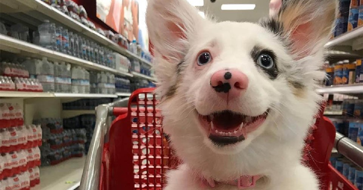 Il cane ha una reazione incredibile alla vista del supermercato