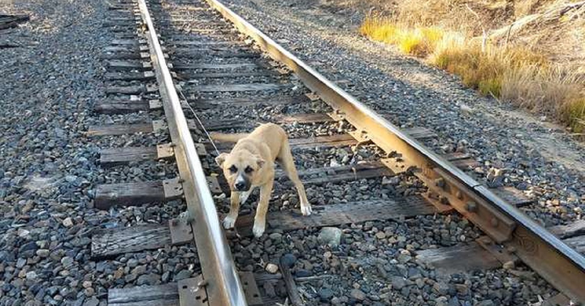 Il cane in pericolo abbandonato sui binari viene salvato da un uomo