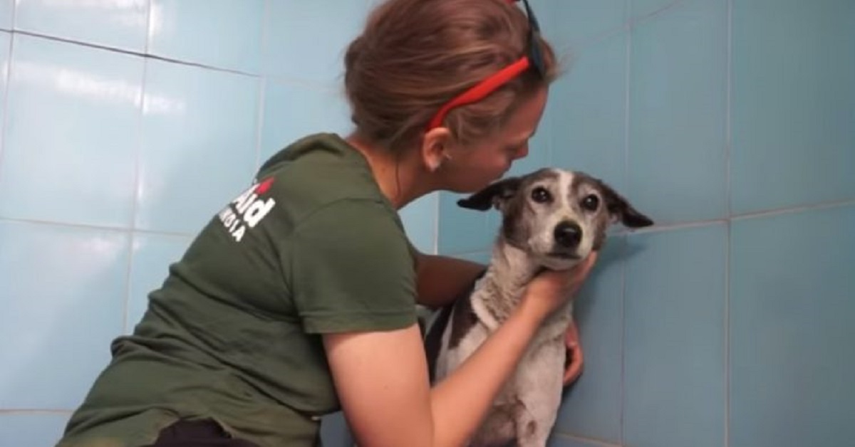 Il cane intrappolato fra delle barre in ferro viene salvato in tempo