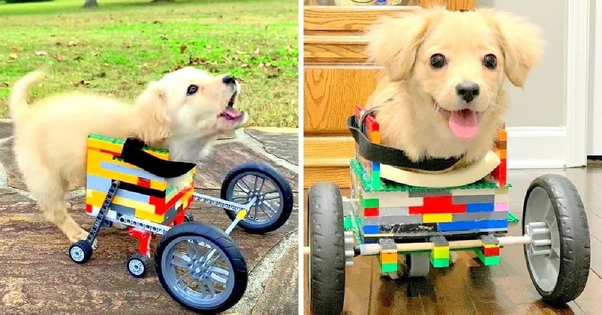Il ragazzino farebbe di tutto per il suo cane disabile: gli ha persino costruito una sedia a rotelle con i suoi Lego