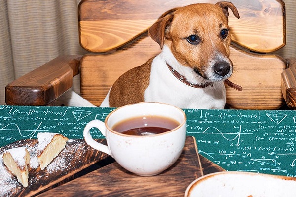 cane davanti a tazza di tè