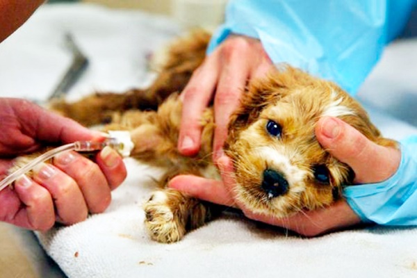 cucciolo dal veterinario