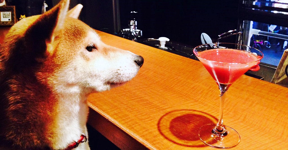 Il cane può bere la vodka? No, ed ecco spiegato perché