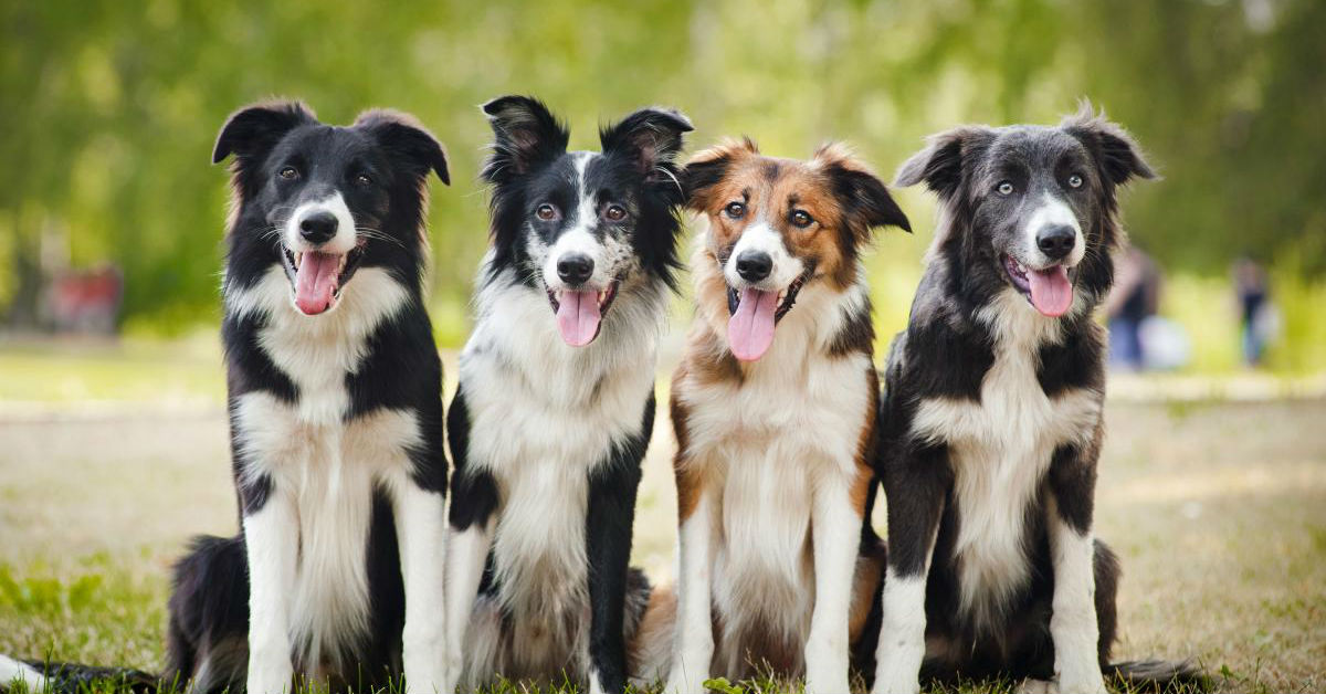 Il cane può mangiare la crusca?