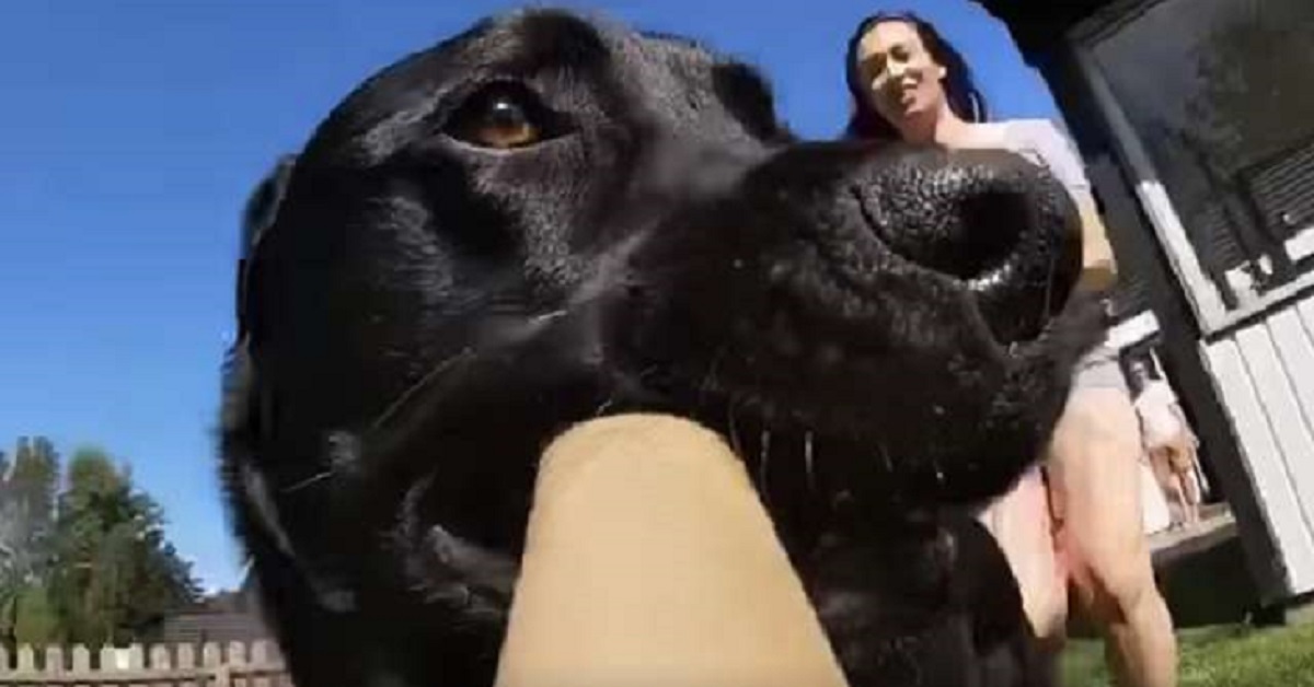 Il cane ruba la telecamera e da vita ad un vero e proprio capolavoro
