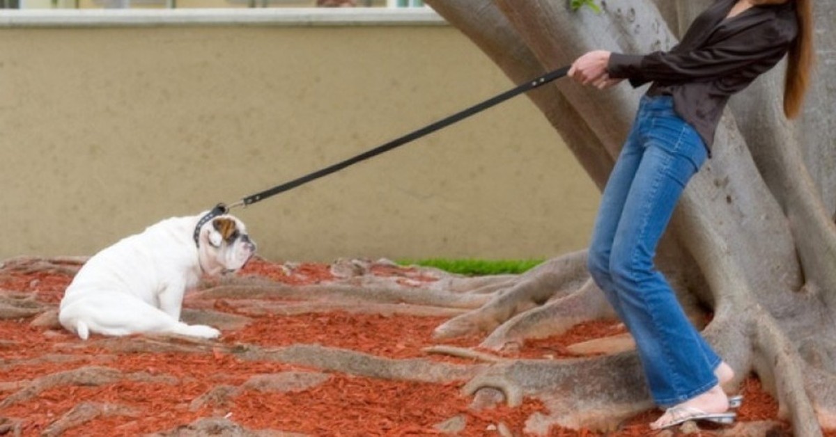 Perché il cane si ferma quando camminiamo?