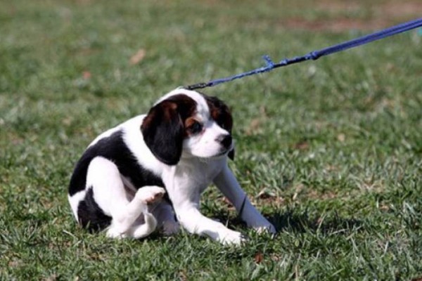 cane seduto sul prato