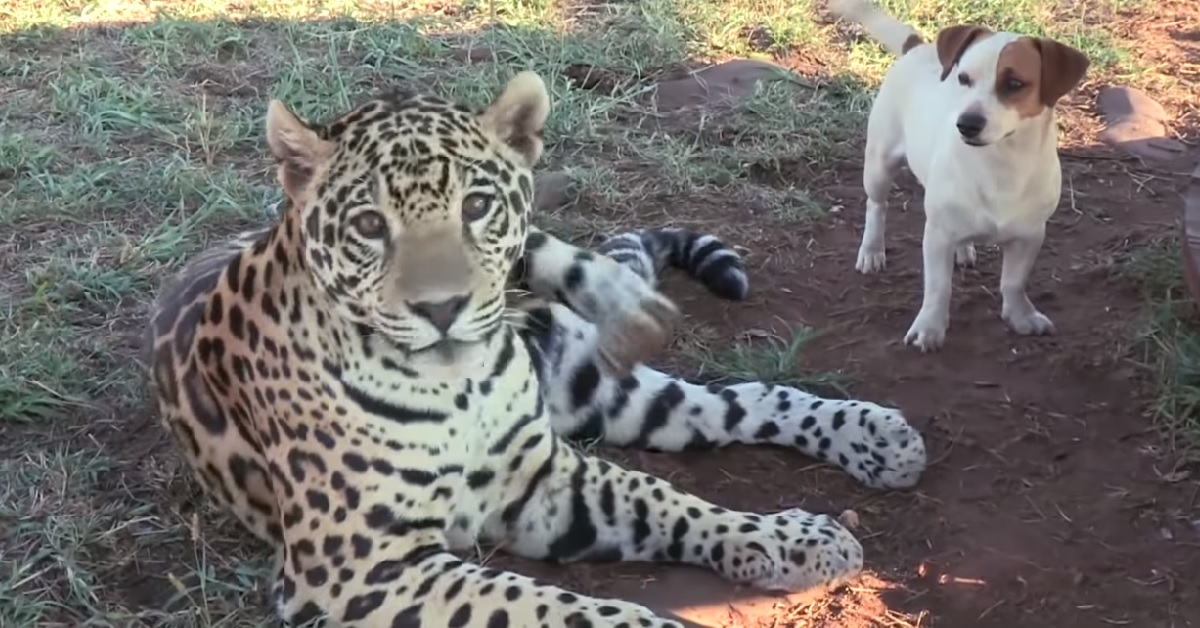 Il cane viene attaccato dal giaguaro ma non è quello che tutti pensano