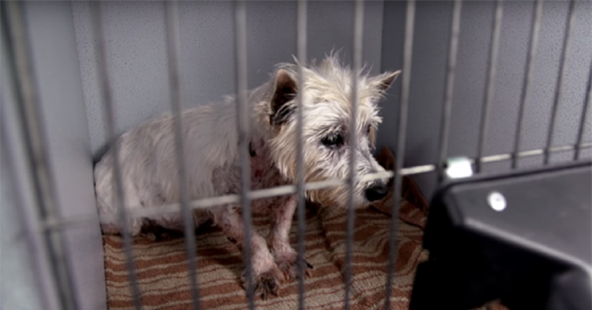 Il cane viene salvato dopo 11 lunghi anni di prigionia