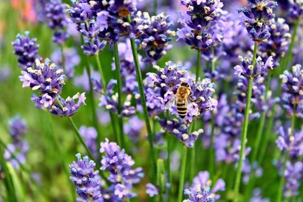 ape che impollina i fiori