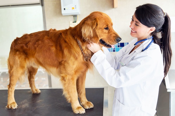 cane dal veterinario