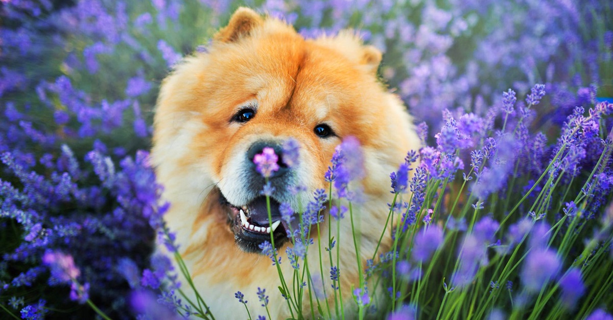 Il mio cane ha mangiato lavanda, è in pericolo?