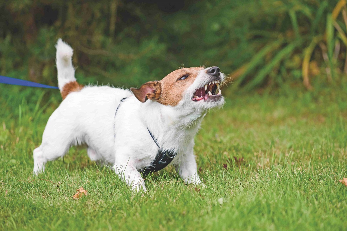 cane protesta