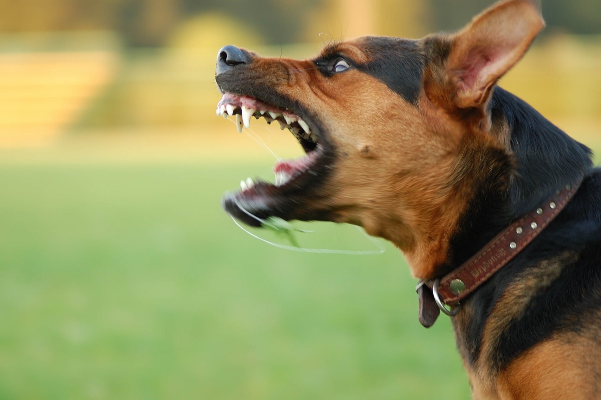 aggressività nel cane