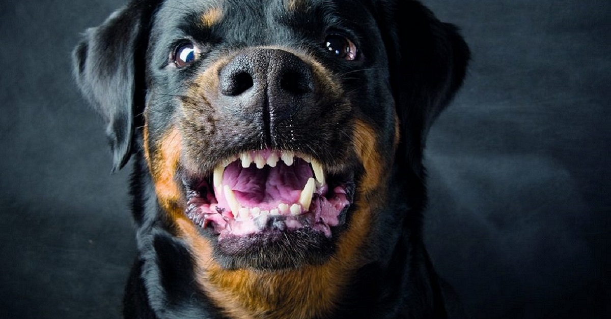 Il tuo cane è un bullo? Come puoi capirlo