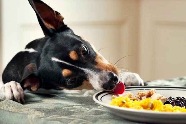 cane che mangia dal piatto