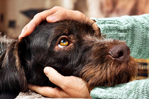 testa del cane tra le mani